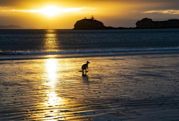 Un wallaby sulla spiaggia all'alba a Cape Hillsborough, Mackay, Queensland © Tourism and Events Queensland