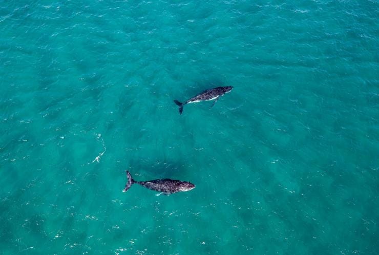 Vista dall'alto di due megattere al largo della costa di Hervey Bay, Queensland © Tourism Australia