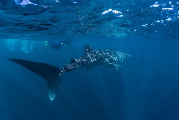 Nuotare con gli squali balena, Ningaloo Reef, Coral Coast, Western Australia © Tourism Western Australia