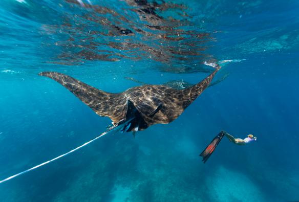 Snorkeling con le mante, Ningaloo Reef, Western Australia © Tourism Western Australia