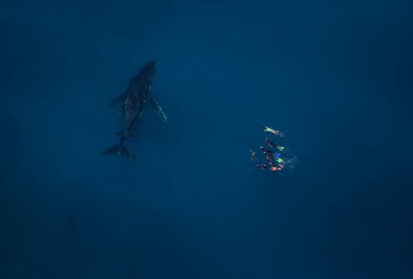 Megattera, Live Ningaloo, Exmouth, Western Australia © Ningaloo Aviation e Jacob Hill/Live Ningaloo