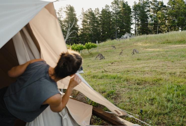 Donna che guarda i canguri fuori dalla tenda al Cubby and Co, Majura, Australian Capital Territory © Tourism Australia