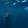 Squalo balena che nuota a Ningaloo Reef © Tourism Western Australia