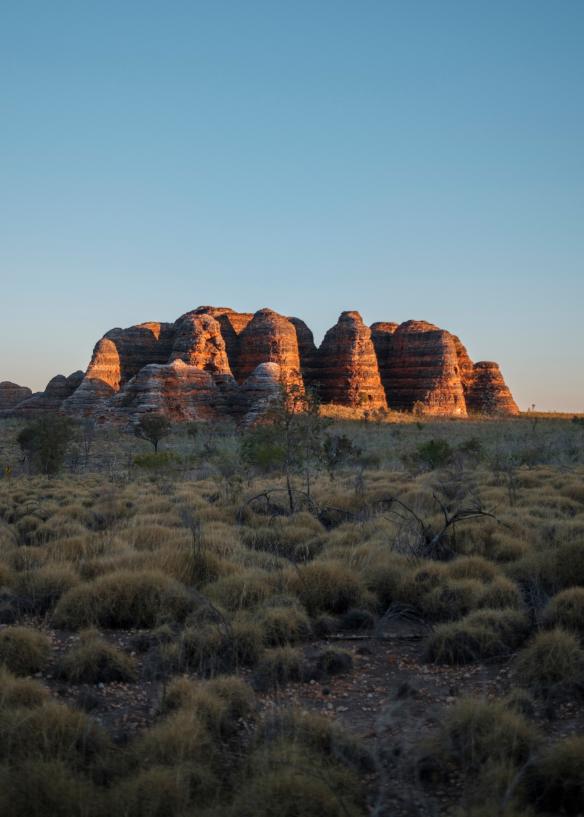 Una pianura erbosa in primo piano con un gruppo di cupole di roccia rossa del Bungle Bungle Range che risplendono all'alba in lontananza, Purnululu National Park, Western Australia © Tourism Western Australia