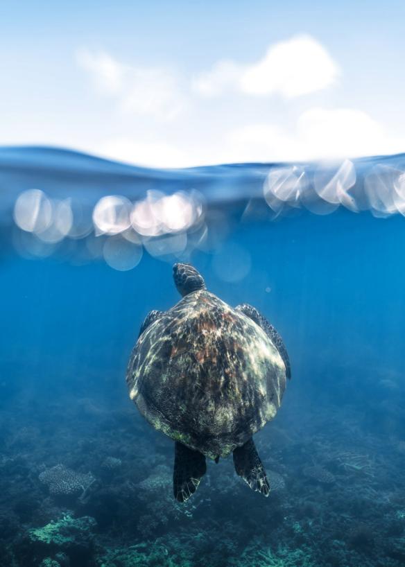 Foto subacquea di una tartaruga che nuota verso la superficie dell’oceano, Fitzroy Island, Tropical North Queensland, Queensland © James Vodicka