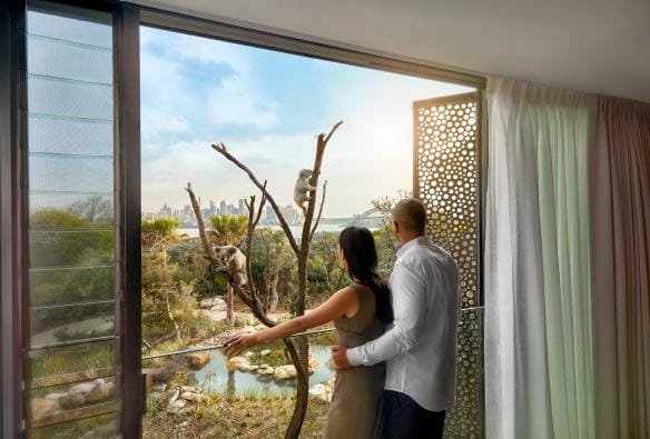 Due persone sul balcone di una camera d’hotel guardano i koala su un albero vicino, Wildlife Retreat at Taronga Zoo, Sydney, New South Wales © Taronga Zoo