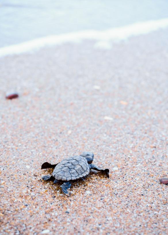 Cucciolo di tartaruga sulla spiaggia al Mon Repos Turtle Centre, Bundaberg, Queensland © Tourism and Events Queensland