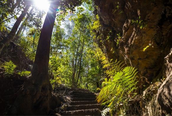 Scalinata tra il verde lussureggiante lungo il Grand Canyon Walking Track, Blue Mountains, New South Wales © Destination NSW