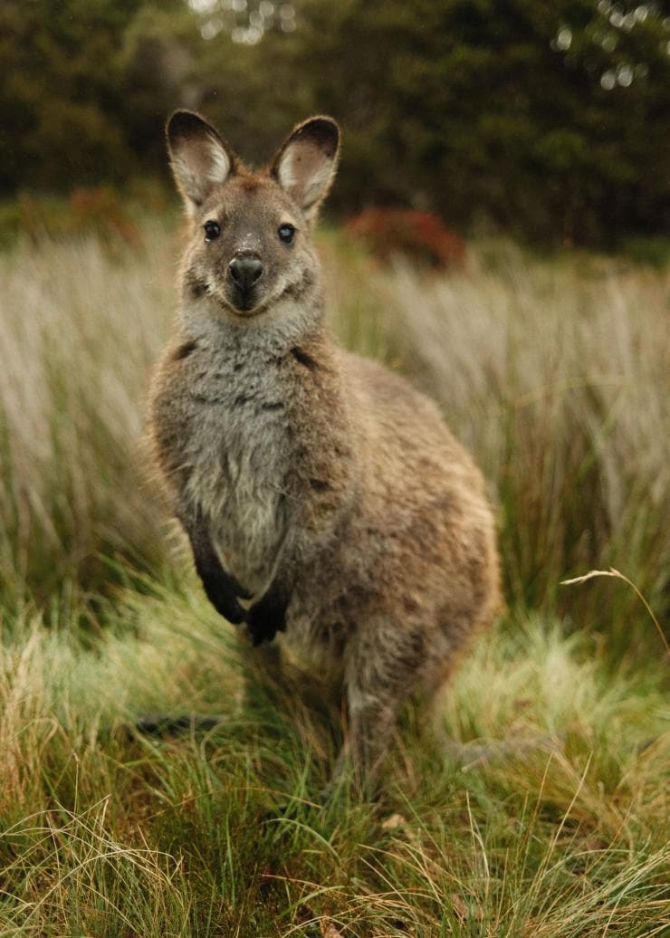 Wallaby di Bennett, Overland Track, Cradle Mountain-Lake St Clair National Park, Tasmania © Blake Lisk - Pillar Creative