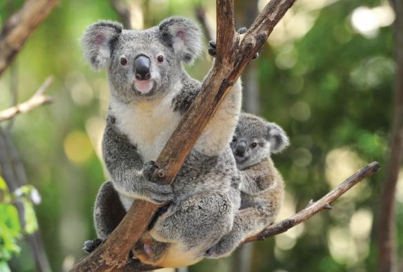 Un cucciolo e un esemplare adulto di koala seduti vicini sul ramo di un albero, Raymond Island, Gippsland, Victoria © Visit Victoria