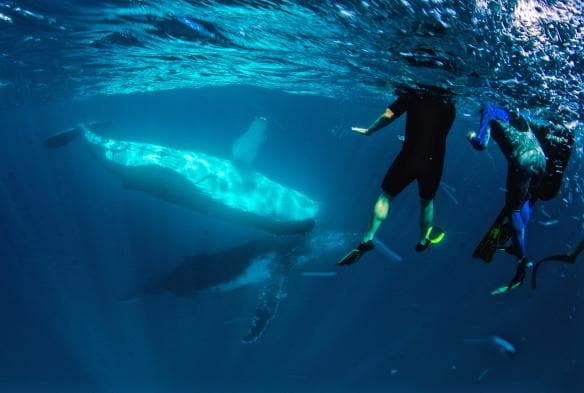 Nuotare con le megattere al Ningaloo Marine Park, Western Australia © Exmouth Dive and Whalesharks Ningaloo