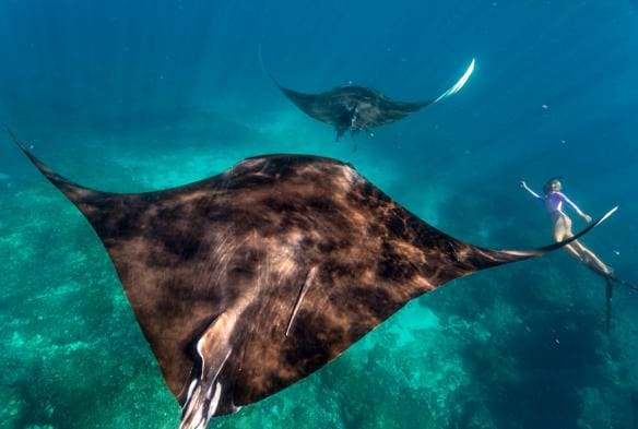Nuotare con le mante, Ningaloo Reef, Western Australia © Tourism Western Australia