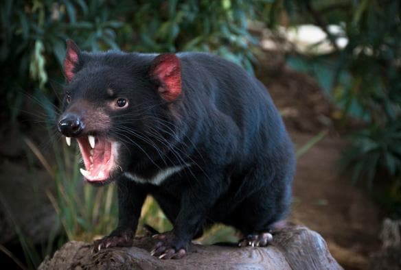 Diavolo della Tasmania al Bonorong Wildlife Park, Tasmania © Kathryn Leahy