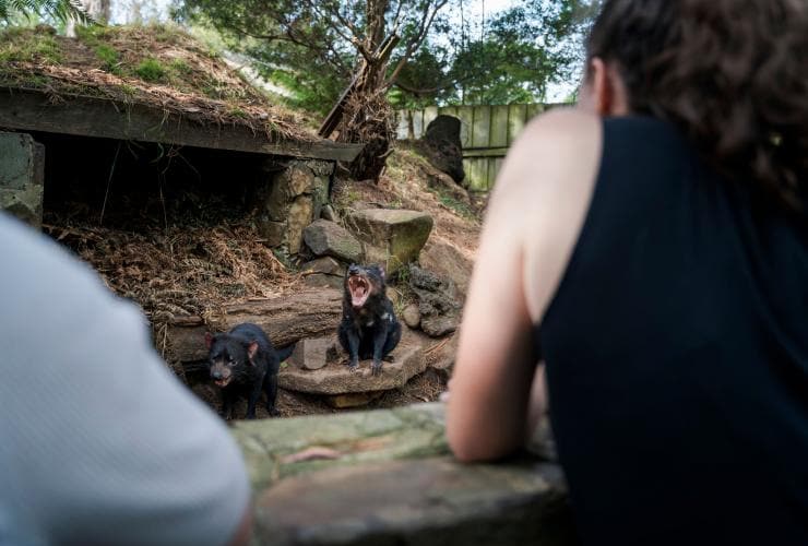 Due persone che guardano due diavoli della Tasmania in un recinto al Tasmanian Devil Unzoo, Taranna, Tasmania © Tourism Australia