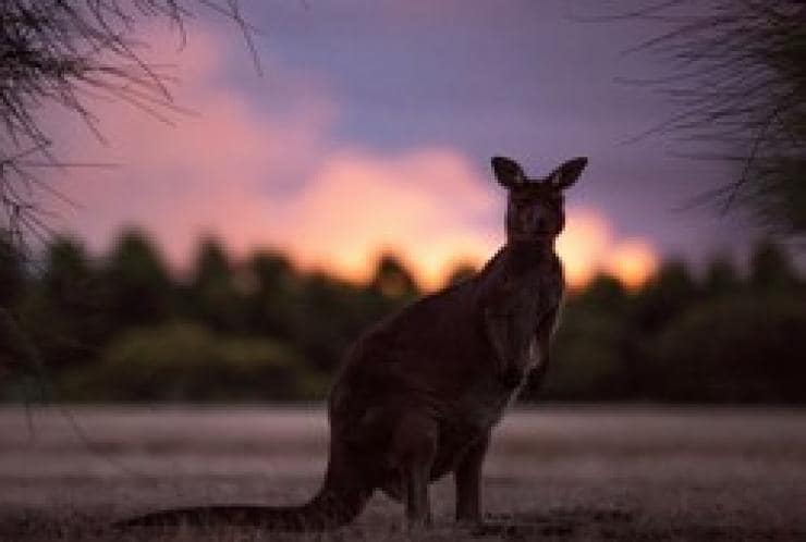 Tour notturno all'Hanson Bay Wildlife Sanctuary, Kangaroo Island, South Australia © Tourism Australia
