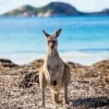 Canguro in mezzo all'erba con l'oceano sullo sfondo a Lucky Bay, Esperance, Western Australia © Tourism Western Australia