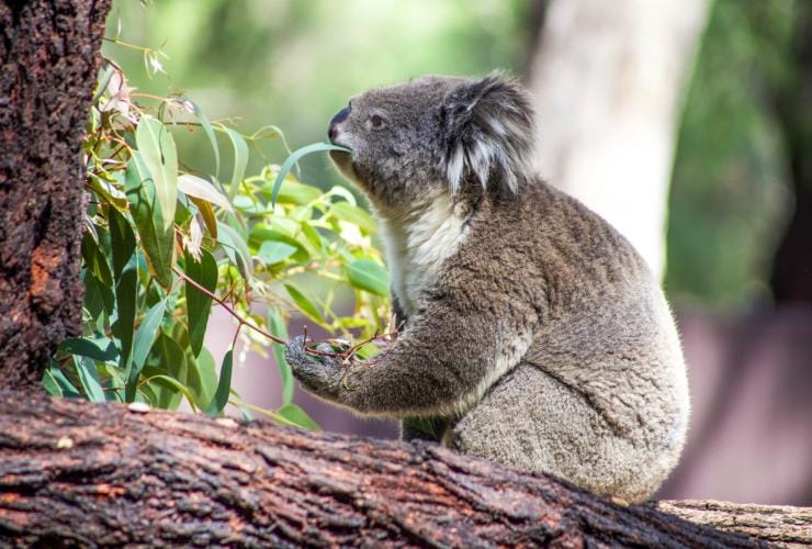 Un koala che rosicchia foglie al Taronga Western Plains Zoo, Dubbo, New South Wales © Tourism Australia 