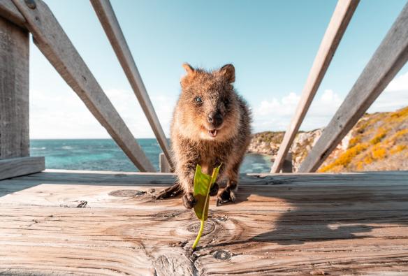 Un quokka che mangia una foglia a Rottnest Island, Western Australia © Tourism Western Australia