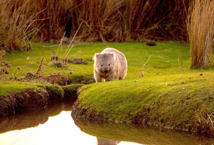 Un wombat che bruca nell'erba in Tasmania, Premier Travel Tasmania, Tasmania © Premier Travel Tasmania 