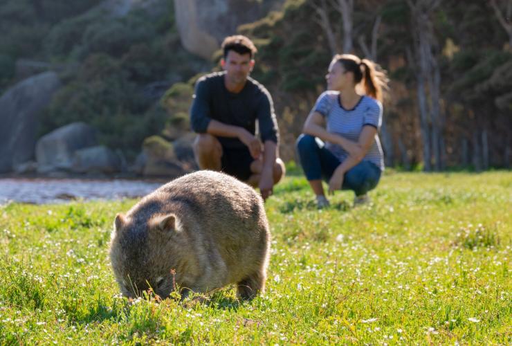 Due persone che osservano un wombat da lontano al Wilsons Promontory, Victoria © Visit Victoria