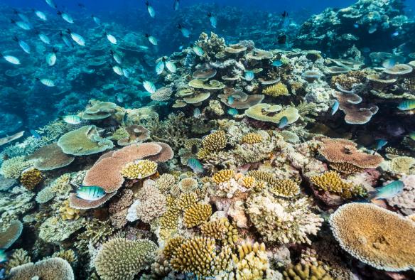 Vista di coralli colorati nel periodo della riproduzione a Moore Reef, Grande Barriera Corallina, Queensland © Tourism and Events Queensland 