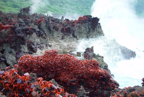 Una marea di granchi rossi sulle rocce accanto all'oceano durante la migrazione su Christmas Island © Christmas Island Tourism Association