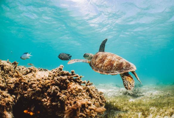 Grande Barriera Corallina, Queensland © Tourism and Events Queensland