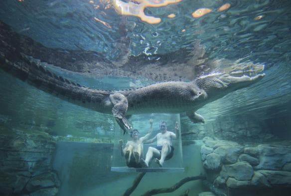 Crocosaurus Cove, Darwin, Northern Territory © Tourism Australia