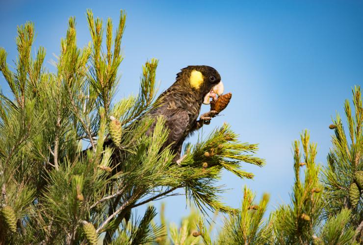 Un uccello nero con una macchia gialla che mangia una pigna su un albero a Cygnet River, Kangaroo Island, South Australia © Exceptional Kangaroo Island