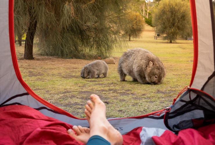Una persona distesa con i piedi vicino all'entrata di una tenda e due wombat che brucano fuori a Darlington, Tasmania © Jamie Douros & Camille Helm 