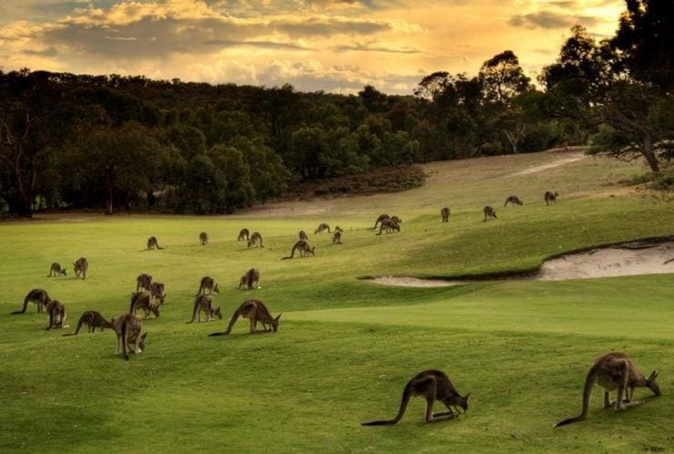 Un gruppo di canguri sul prato di un campo da golf all'Anglesea Golf Club, Anglesea, Victoria © Anglesea Golf Club 