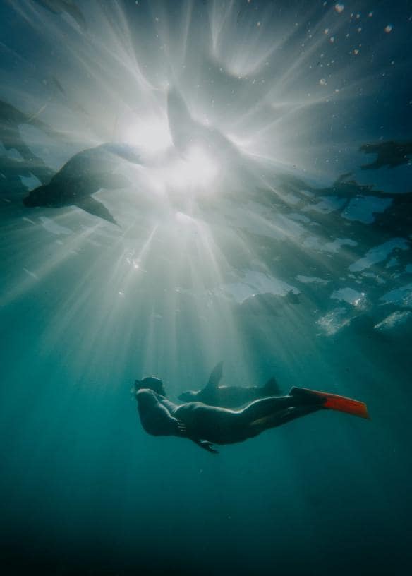 Primo piano di un leone marino a Baird Bay, Eyre Peninsula, South Australia © Charlie Conybeare