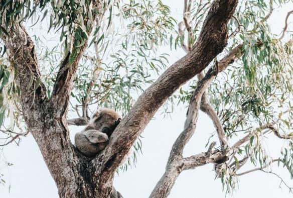 Un koala che dorme su un albero di eucalipto a Raymond Island, Victoria © everyday nicky 