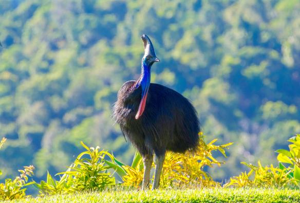 Un casuario australiano, FNQ Nature Tours, Daintree National Park, Queensland © FNQ Nature Tours
