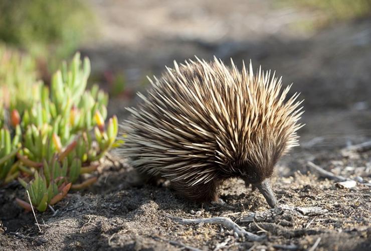 Un'echidna a Kangaroo Island, South Australia © South Australian Tourism Commission 