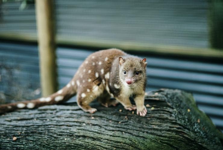 Un quoll dalla coda maculata al Devils@Cradle, Cradle Mountain, Tasmania © Tourism Australia