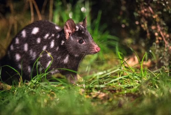 Un quoll dalla coda maculata al Devils@Cradle, Cradle Mountain, Tasmania © Tourism Tasmania e Rob Burnett 