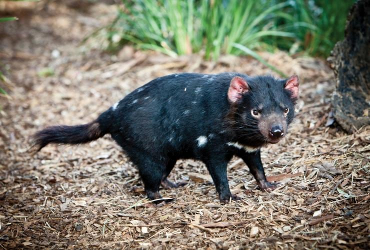 Diavoli della Tasmania al Tasmanian Devil Unzoo, Taranna, Tasmania © Tourism Tasmania e Scott Sporleder, Matador 