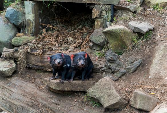 Due diavoli della Tasmania al Tasmanian Devil Unzoo, Taranna, Tasmania © Tourism Australia 