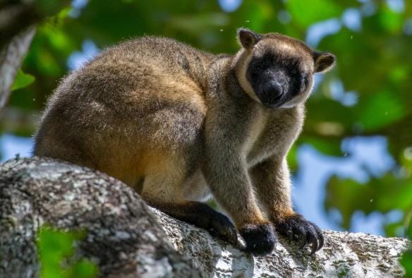 Canguro arboricolo su un ramo, con foglie sullo sfondo durante un tour con FNQ Nature Tours, Atherton Tablelands, Queensland © FNQ Nature Tours/James Boettcher