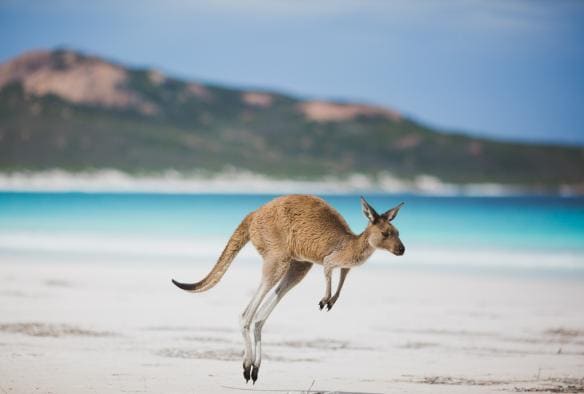 Primo piano di un canguro che salta su una spiaggia bianca con l'oceano blu sullo sfondo a Lucky Bay, Esperance, Western Australia © Australia’s Golden Outback