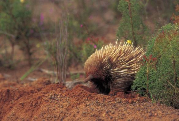 Echidna a Kangaroo Island, South Australia © South Australian Tourism Commission/Milton Wordley