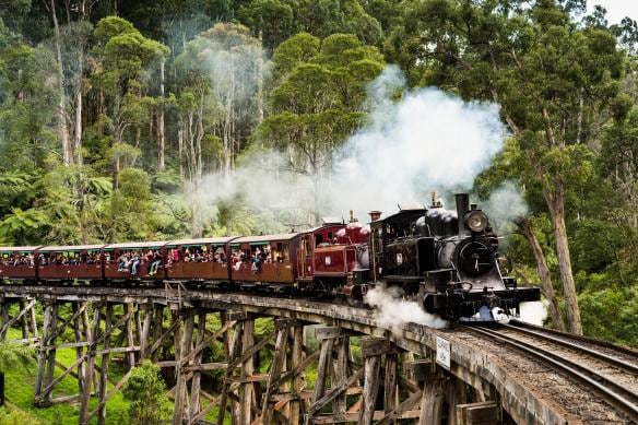 Un treno a vapore viaggia lungo binari sopraelevati nel verde del bushland, Puffing Billy Steam Railway, Dandenong Ranges, Victoria © Robert Blackburn