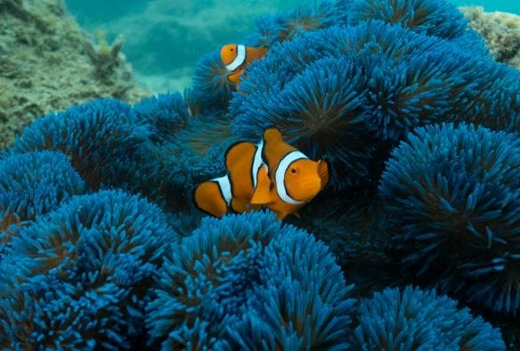 Pesce pagliaccio che nuota tra un anemone blu durante un’escursione con Frankland Islands Reef Cruises, Frankland Islands, Queensland © Frankland Islands Reef Cruises