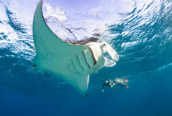 Foto subacquea di due persone che fanno snorkeling con una manta, Lady Elliot Island, Queensland © Tourism and Events Queensland