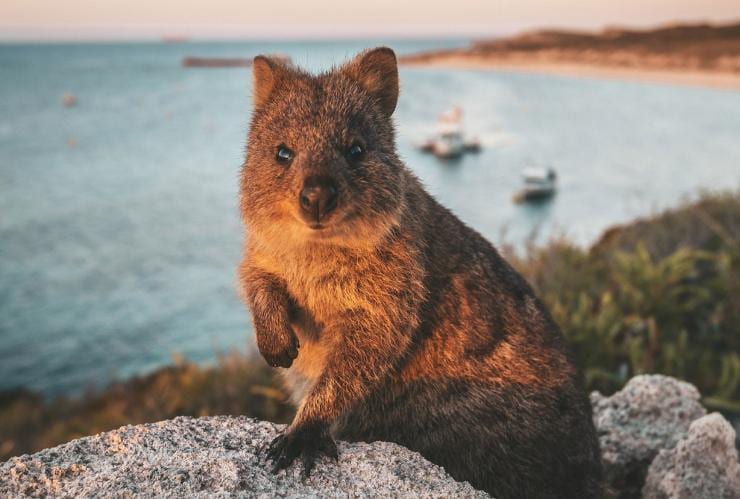 クオッカ ©オーストラリア政府観光局