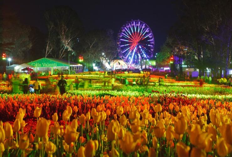 オーストラリア首都オーストラリア首都特別地域、キャンベラ、フロリアードの夜。花畑と、その先にあるライトアップされた観覧車 © Floriade Australia