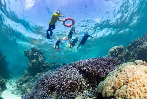 クイーンズランド州、ケアンズ、ドリームタイム・ダイブ＆シュノーケル © Tourism and Events Queensland
