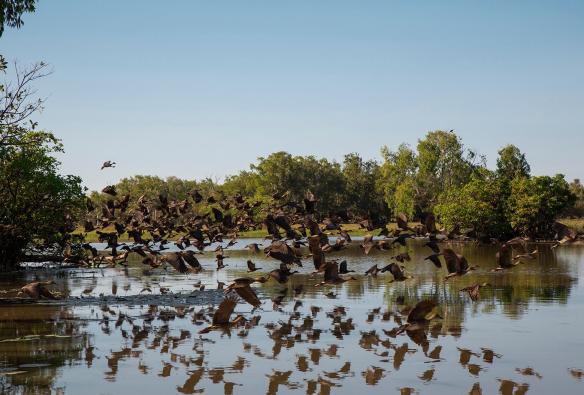 ノーザンテリトリー、カカドゥ国立公園、イエロー・ウォーター・クルーズ © Tourism Australia/Nicholas Kavo
