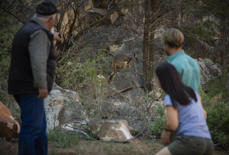 南オーストラリア州、フリンダース山脈、ウィルピナ・パウンド・リゾート © Tourism Australia